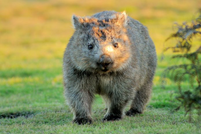 Een wombat.