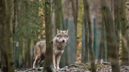 En plots ziet iedereen een wolf: dagelijks meer dan dertig meldingen