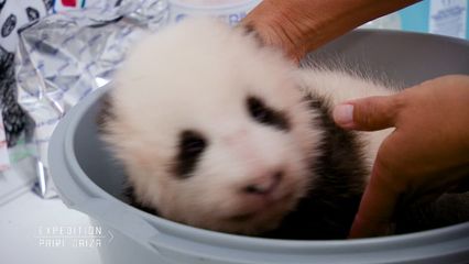 1. Suivez l'évolution du bébé panda