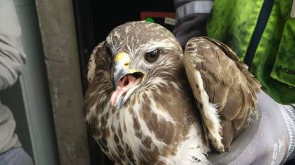 Staalarbeiders redden gewonde buizerd