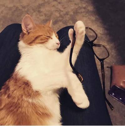 Nieuw-Zeeland rouwt om dood 'First Cat'