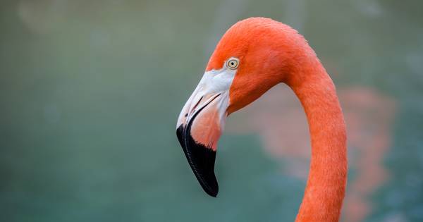 Groep flamingo's overwintert in Grevelingenmeer | Schouwen-Duiveland - PZC