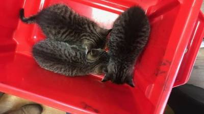 Drie kittens onder de motorkap van Brabant naar Londen