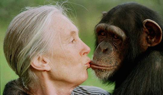‘Ze praatte over haar chimpansees alsof het collega’s waren’: Jane Goodall (1934-2025) overleden
