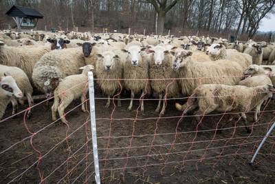 Zwervende wolven langs oostgrens hebben het gemunt op schapen