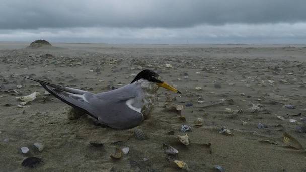 Vroege Vogels presenteert: Strand