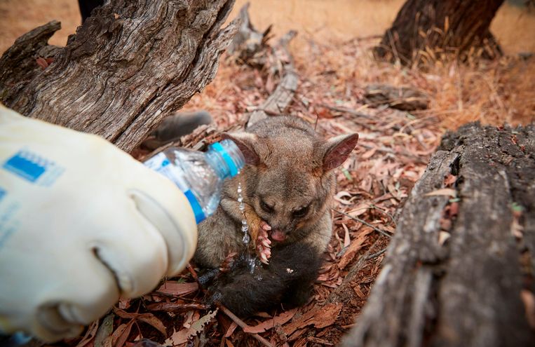 Een brandweervrijwilliger giet water op de verbrande pootjes van een buideldier nabij de stad Tumbarumba in New South Wales.