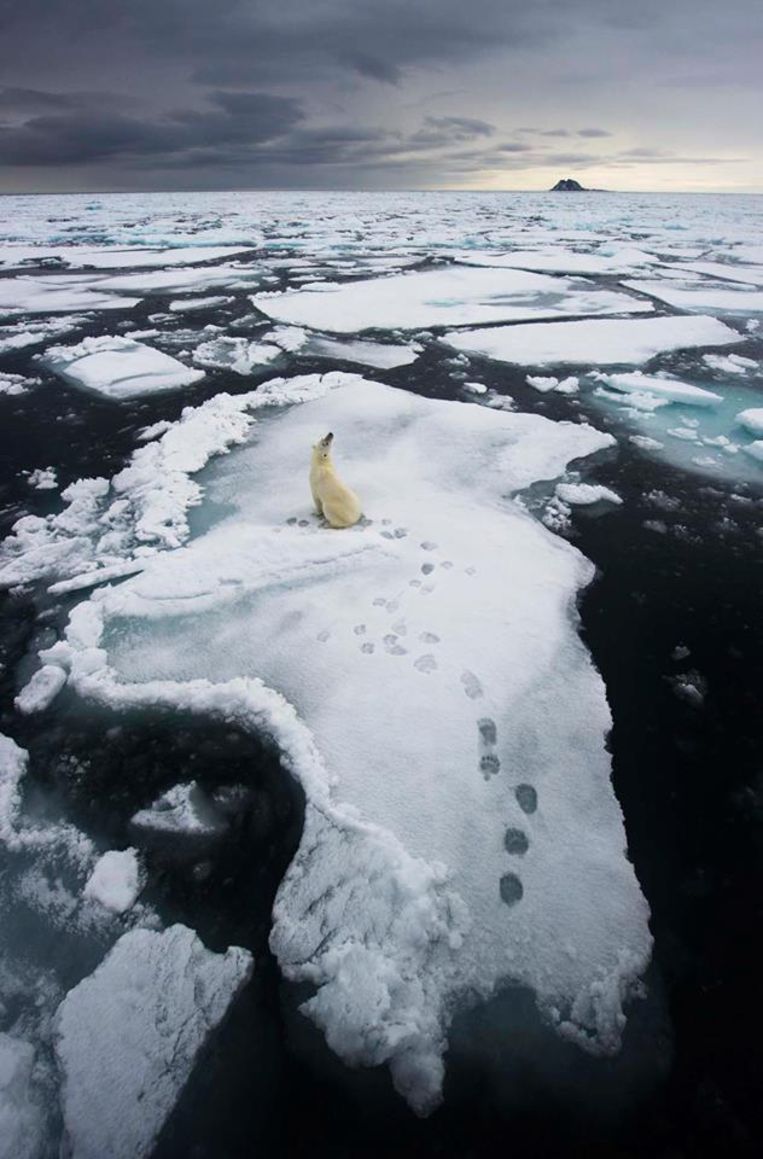 Een ijsbeer op een schots in het poolgebied. Hij kan niet onmiddellijk ergens heen.