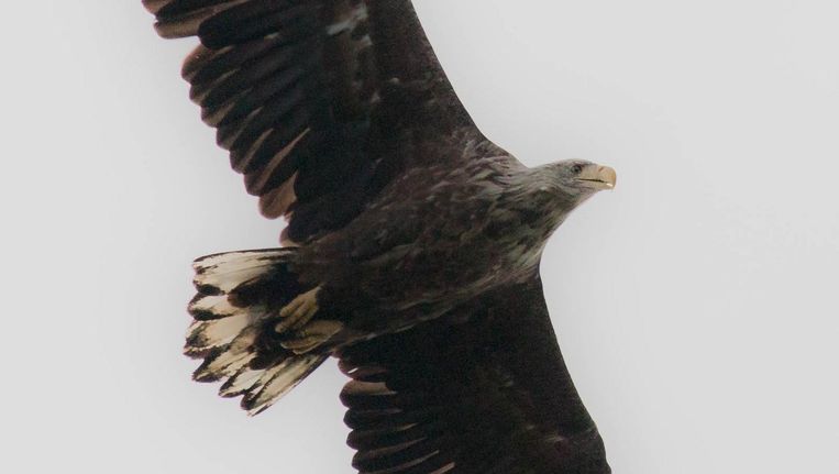 Zeearend Geboren In Noord Holland Voor Het Eerst In Eeuwen Het Parool