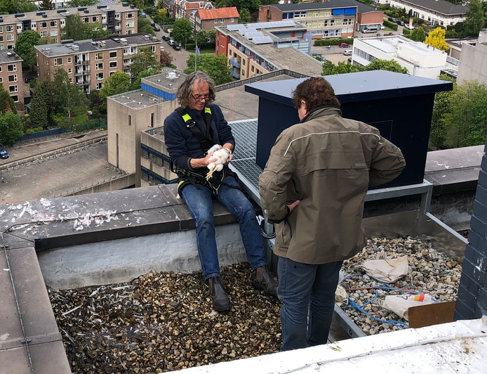 Peter van Geneijgen van Werkgroep Slechtvalk Nederland bereidt een kuiken voor op het ringen op het dak van het kantoor van AkzoNobel in Arnhem