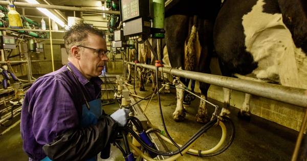 Boer Denissen wil minder koeien en meer burgers op zijn erf in Heukelom - BD.nl