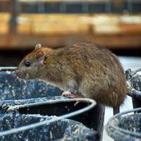 Steeds meer meldingen van ratten: ‘Hoe meer gif we gebruiken, hoe meer we het probleem van resistentie in de hand werken’