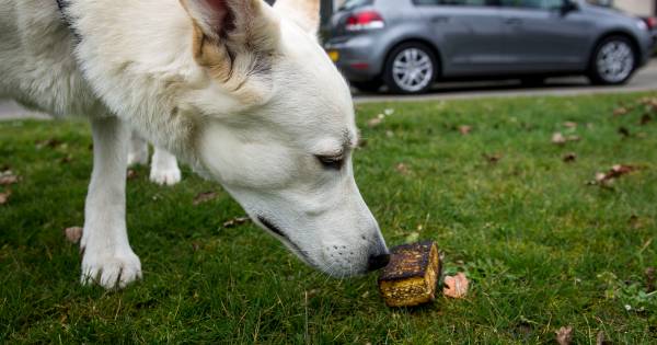 Schandalig! #dierenhaters #dierenmishandeling RT #Puppy doodziek na het #eten van #gifspons, die werd #neergelegd achter #Intratuin in #Nuenen.