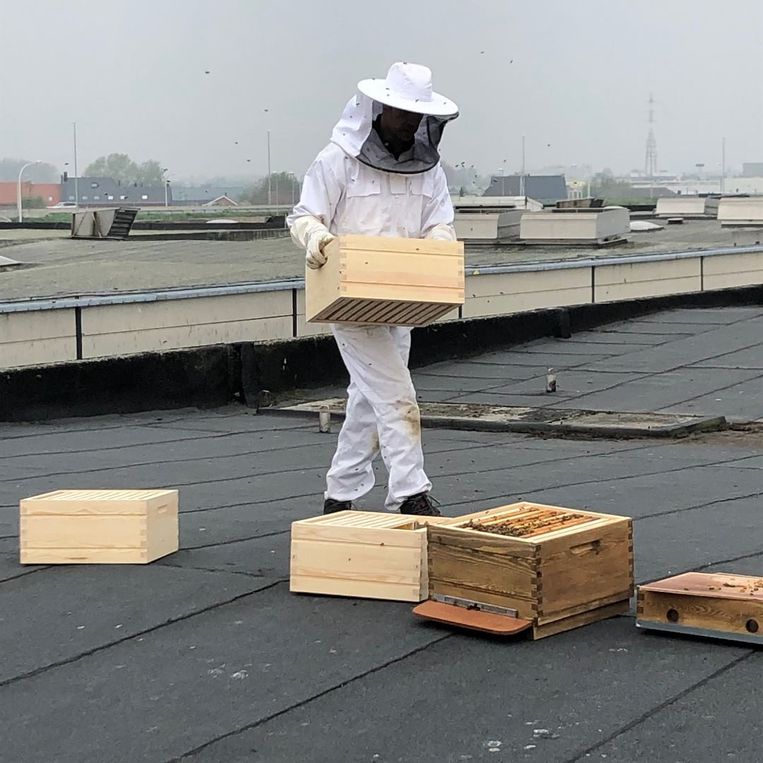 Wevelgemse imker plaatst twee kasten met