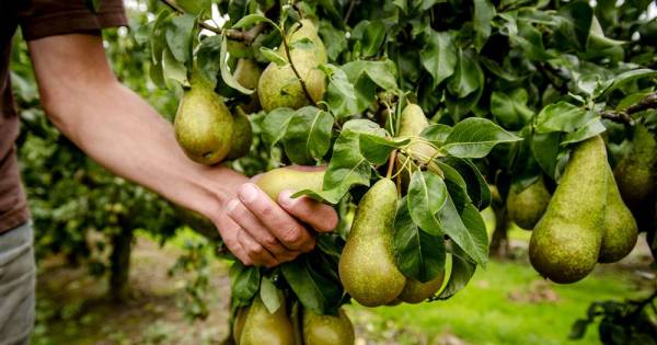 Boerschappen uit Breda koopt 25.000 kilo ‘onverkoopbare’ peren uit Wemeldinge