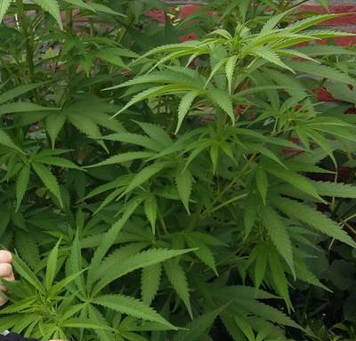 Weer wietteelt in vakantiehuisjes Groene Heuvels