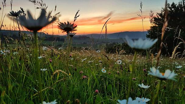 The meadow - paradise lost?