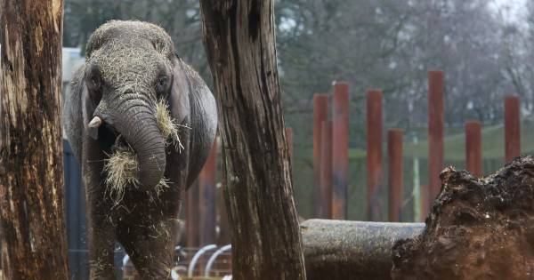 Verzorgers Ouwehands Dierenpark Zijn Verslagen Je Zag De