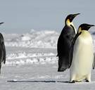 Homoseksueel pinguïnpaar in zoo van Berlijn maakt zich op voor vaderschap