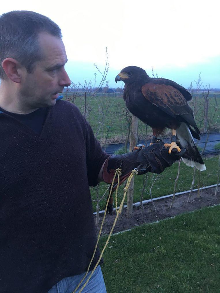 Peter Van Eecke en buizerd Radja. "Het weerzien was hartelijk."