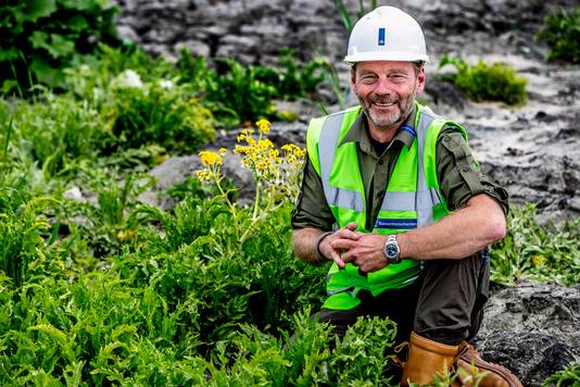 Boswachter André Donker van de Marker Wadden tussen de eerste moerasandijvie die er groeit