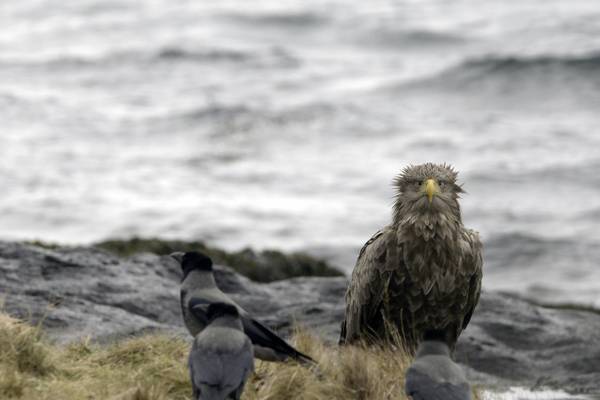 Atlantic: A Year in the Wild