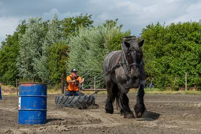 Lol met je knol: eerste Mentrec bij de Stelle in Ouwerkerk