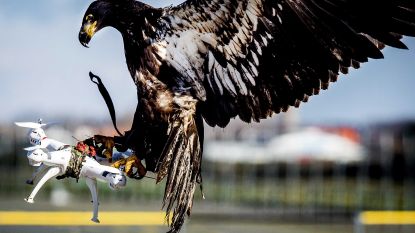 Nederlandse politie stopt met inzet roofvogels en ratten
