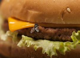 Moet je je eten meteen weggooien als er een vlieg op heeft gezeten?