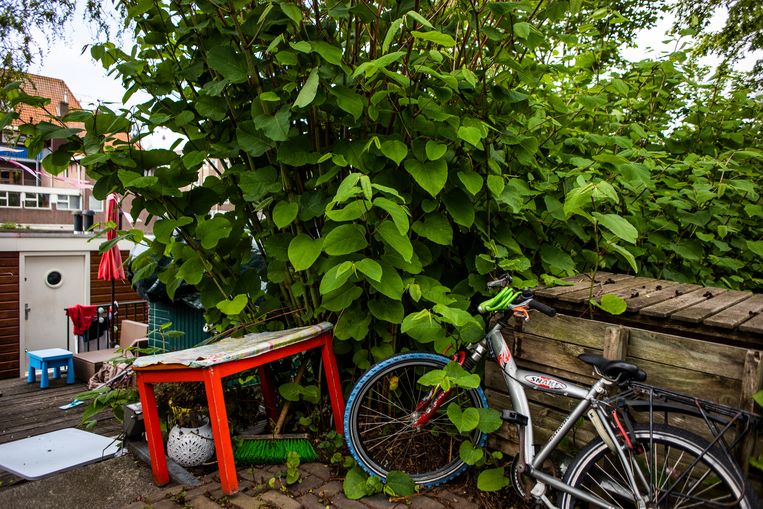 Japanse Duizendknoop Mooi Maar Niet Te Temmen Het Parool