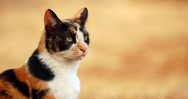 Kat neergeschoten met buks in Overdinkel