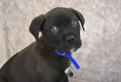 Kerstcadeau Ronnie eerste hond van 2018 die gedumpt wordt in asiel