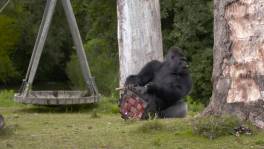 Deze gorilla is nieuw speeltje al meteen weer kwijt