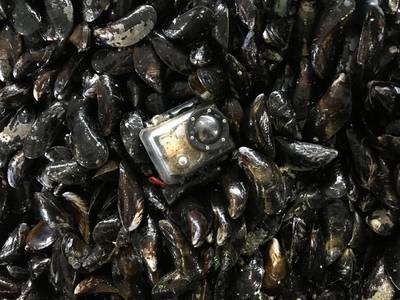 GoPro ligt vijf jaar tussen de mossels: bekijk hier de beelden