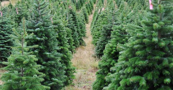 Muzikale avond en kerstbomenverkoop door DES in Hedel
