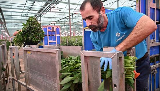 In de Noordoostpolder werken asielzoekers in de kassen, en dat scheelt arbeidsmigranten: ‘Een win-winsituatie’