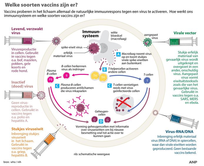Welke soorten vaccins zijn er? Overzicht menselijk immuunsysteem en soorten vaccins.  Klik op de foto om deze te vergroten en in te zoomen.