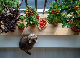 Weinig ruimte? Dít zijn de beste groenten om in potten te laten groeien