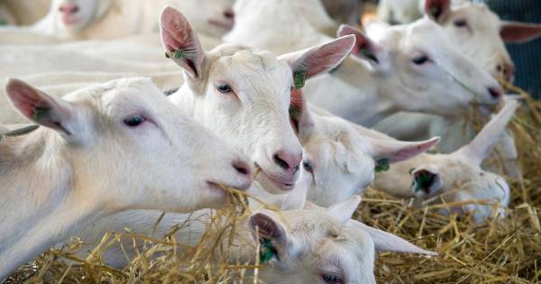 Ook in Gelderland zorgen geiten voor meer longontstekingen - BD.nl