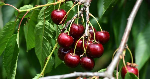 Innovatieprijs Dunea gaat weer naar fruitteler uit Rossum - BD.nl