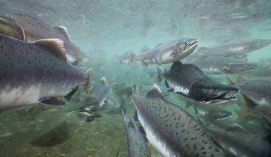 Sneller en roekelozer: medicijnresten in water beïnvloeden gedrag wilde zalm