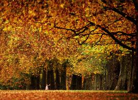 Het wordt fraai herfstweer komend weekend