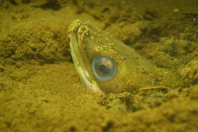Paling verstopt zich in de bodem van Gat van Roelofs in Beek