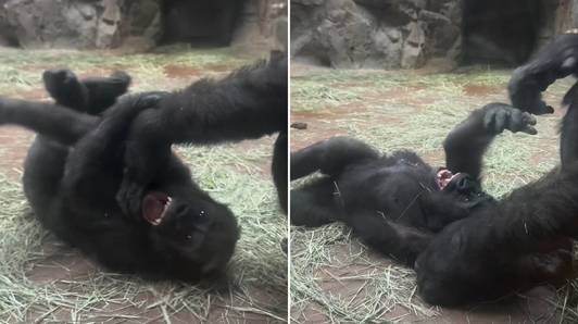 Zoo deelt aandoenlijke beelden van moedergorilla die zoontje kietelt