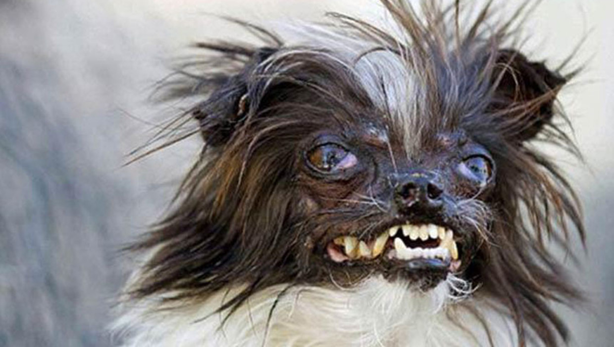 2 Jarige Peanut Is De Lelijkste Hond Ter Wereld De Morgen