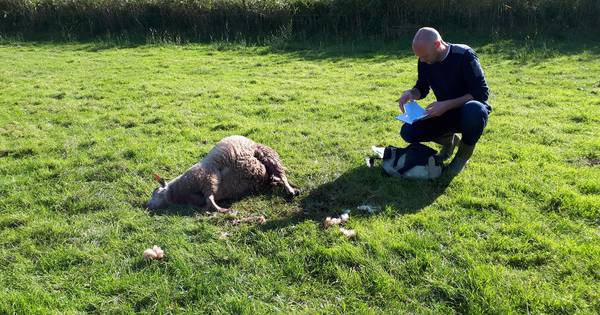 Weer schaap in Den Ham doodgebeten, de schrik zit er goed in bij schapenboeren