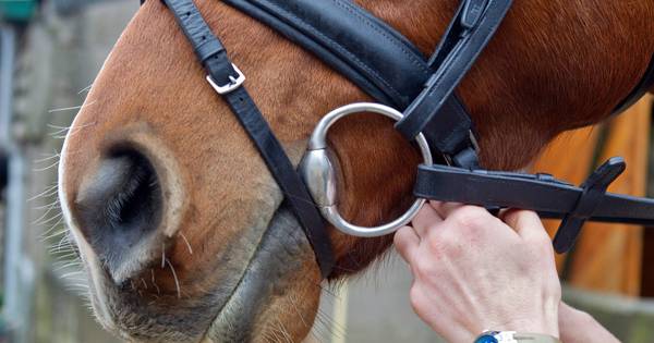 Na foutje van de gemeente mag manege in Den Ham alsnog open: 'Gelijk beginnen' - Tubantia