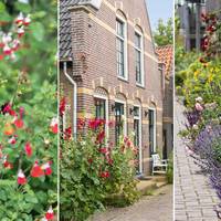 Geen tuin? Met deze tips maak je een geveltuin