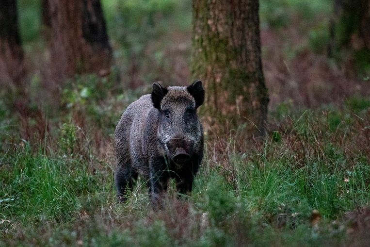 Taxi doodt 'enorme hamster' - Trouw