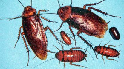 DNA kakkerlakken verklaart waarom ze zich zo graag nestelen op vieze plaatsen